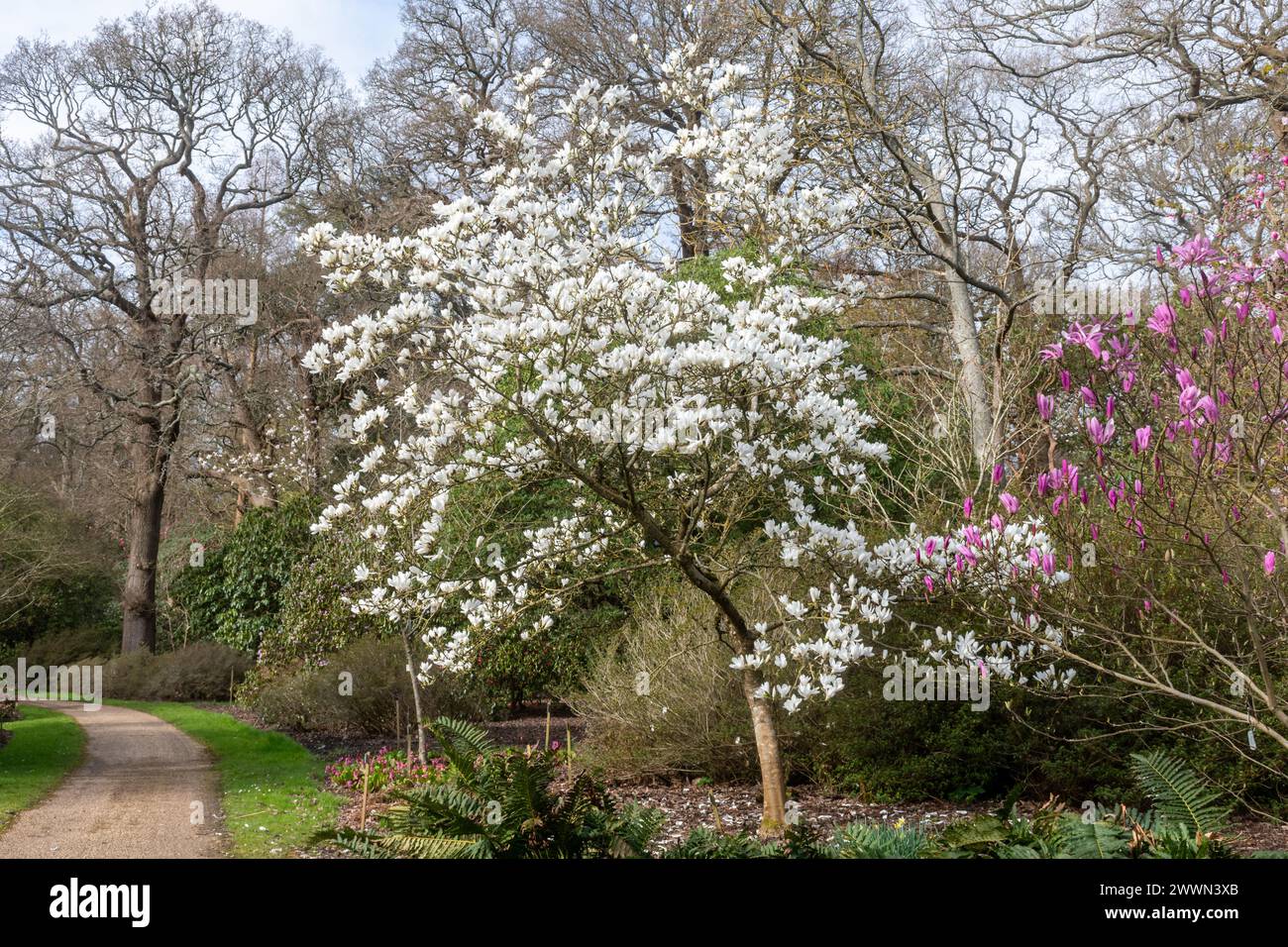 Magnolia x soulangeana "Suishoren", un albero di magnolia con fiori bianchi durante marzo o primavera al Savill Garden, Surrey Berkshire, confine Inghilterra Regno Unito Foto Stock