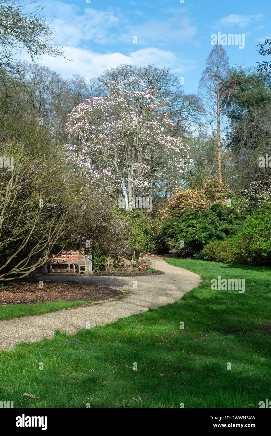 Vista primaverile del Savill Garden, con arbusti colorati e alberi di magnolia, Surrey Berkshire Border, Inghilterra, Regno Unito Foto Stock