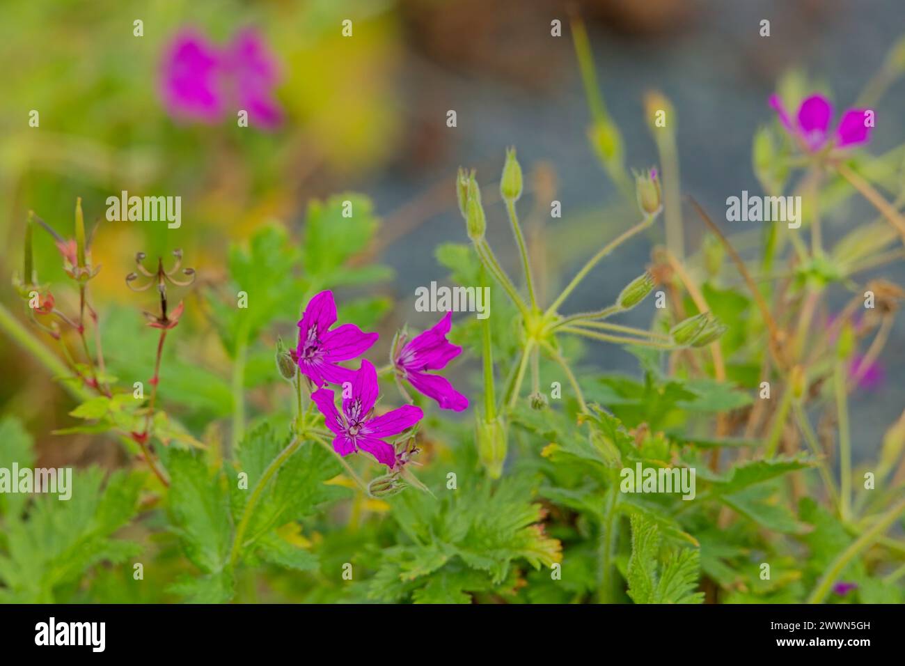 Il primo piano di Erodium manescavi, chiamato il becco della cicogna del giardino, Manescau storksbill, Manescau heronsbill e il becco di aironi appariscente, è una specie di fiorini Foto Stock