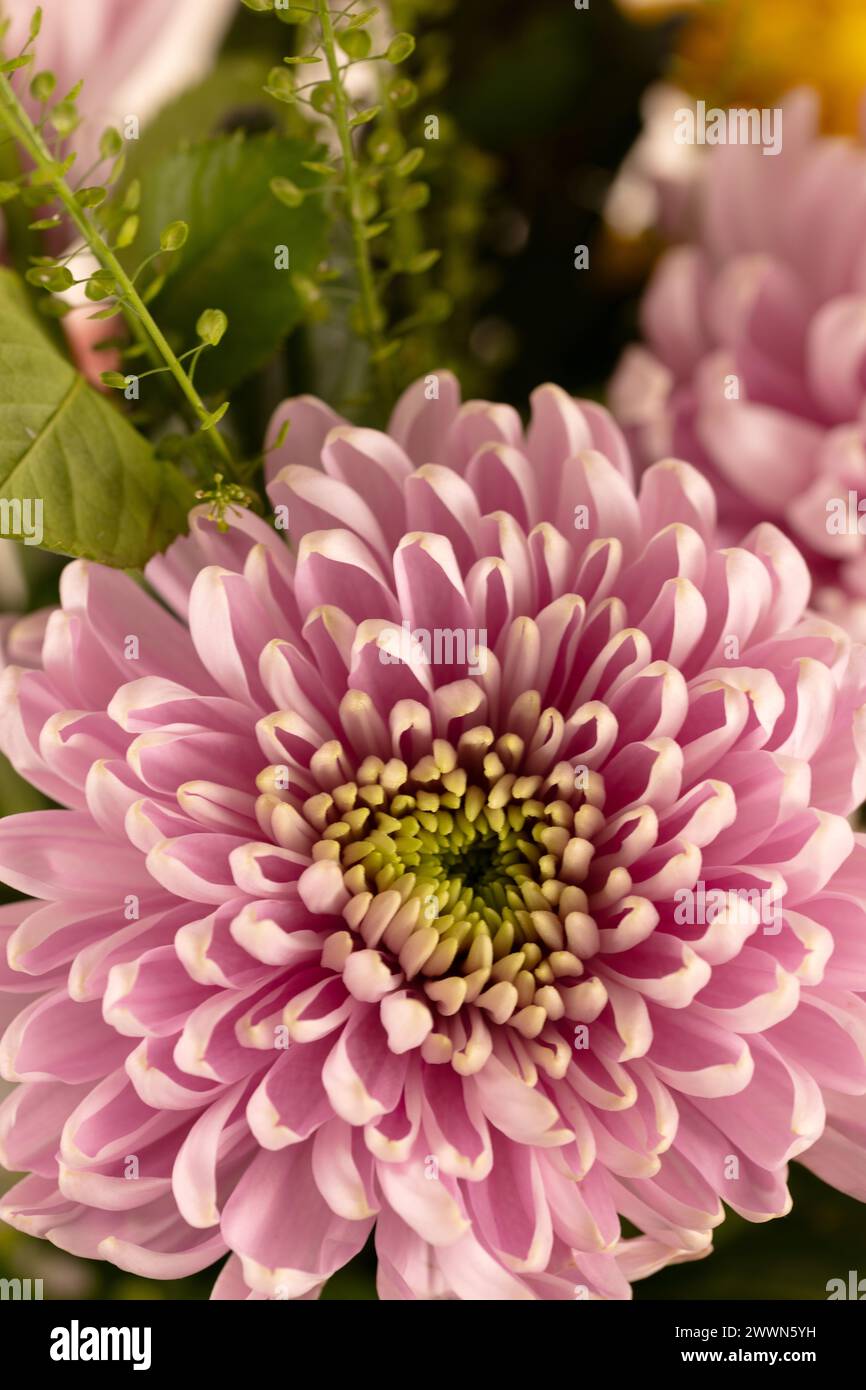 Primo piano o foto macro di un Crisantemo rosa all'interno di un mazzo di fiori, tra cui un fogliame decorativo limitato in formato ritratto Foto Stock