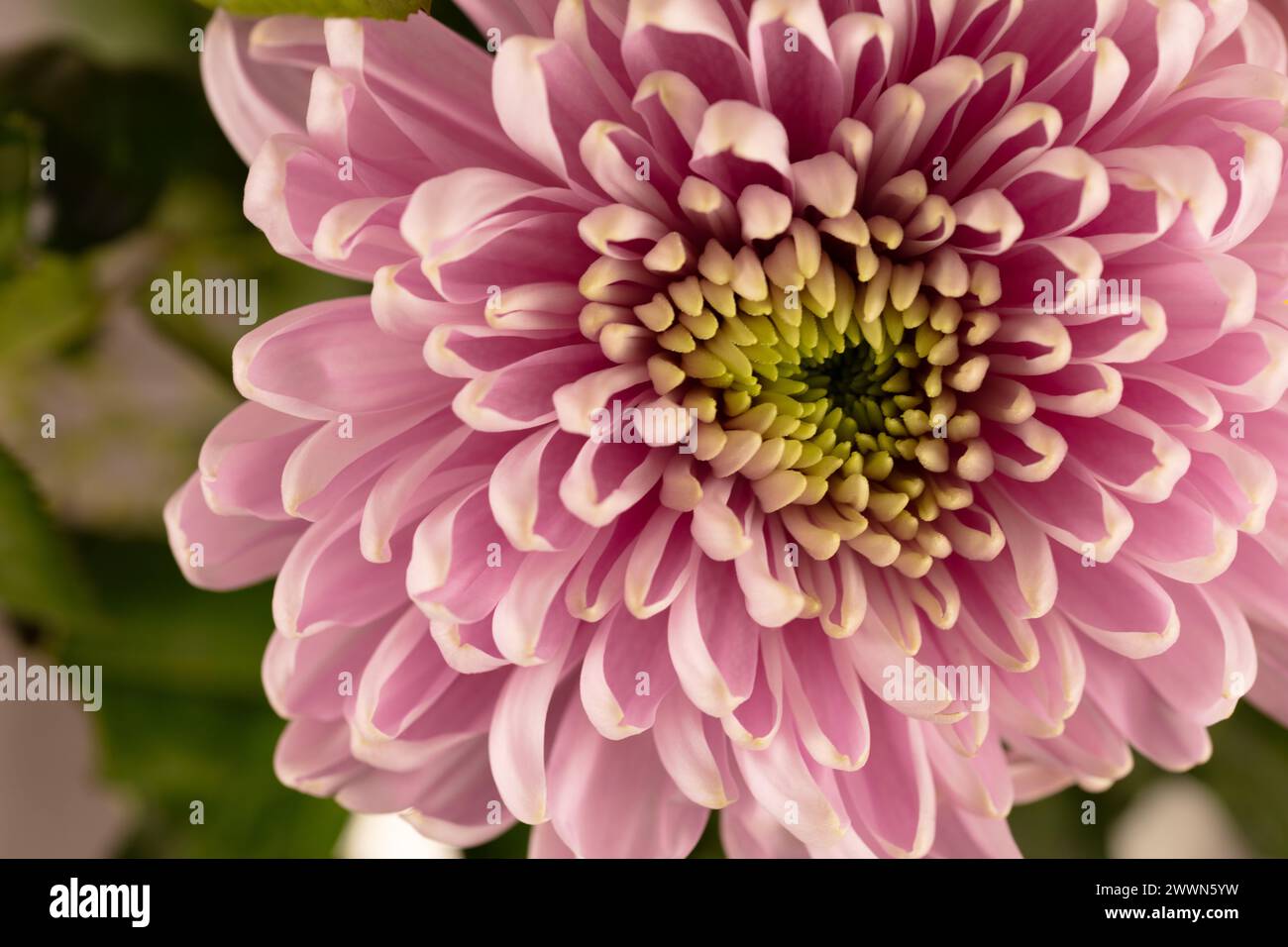 Immagine fotografica macro in formato paesaggio di un fiore e fogliame color rosa chiaro del crisantemo con messa a fuoco selettiva per arte, stile di vita e biglietti Foto Stock