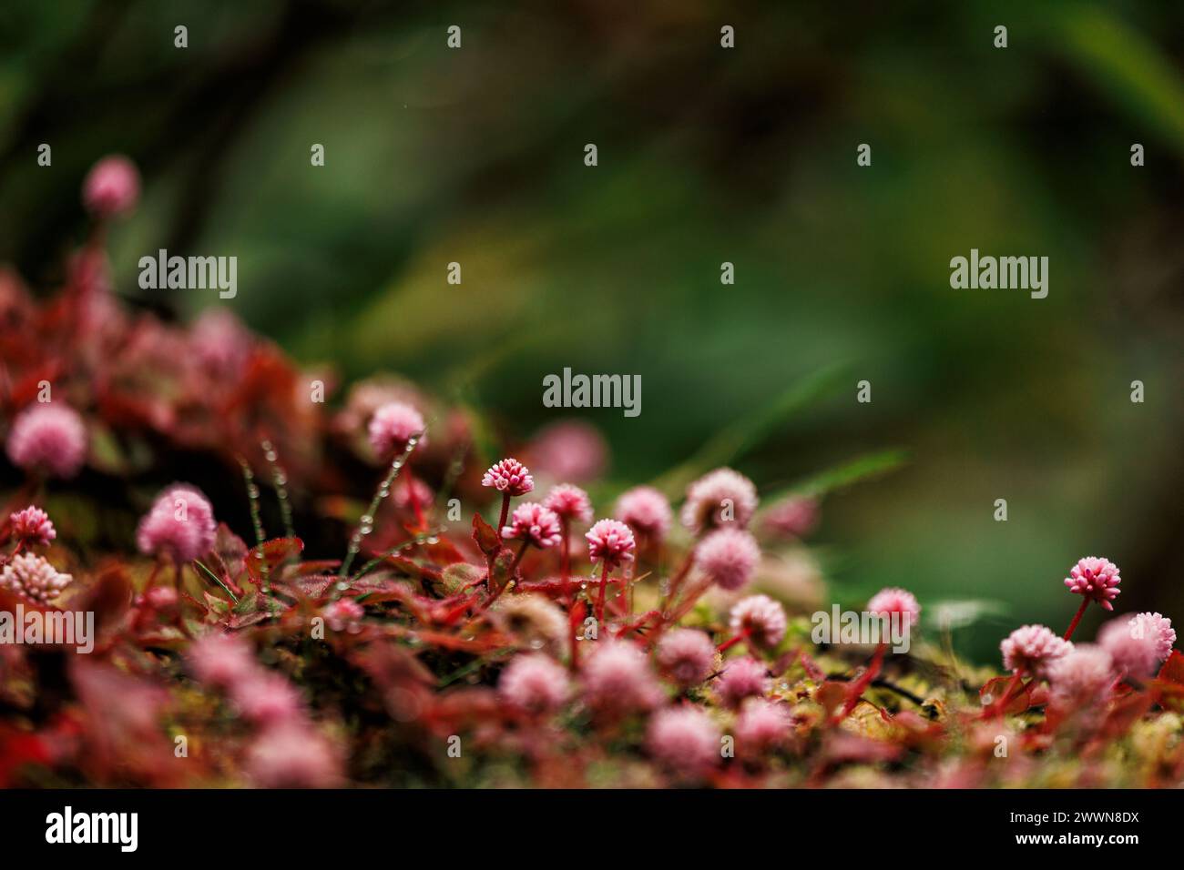 Piante e vegetazione delle isole Azzorre, primo piano e macro, colori verdi. Foto Stock