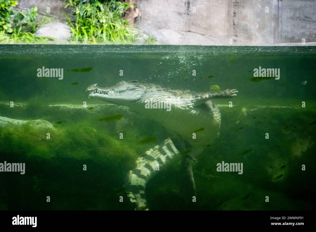 Londra, Regno Unito. 25 marzo 2024. Coccodrillo filippino (Crocodylus mindorenis) in anteprima della nuova esperienza di vita segreta di rettili e anfibi allo Zoo di Londra, prima della sua apertura al pubblico venerdì 29 marzo. Crediti: Stephen Chung / Alamy Live News Foto Stock