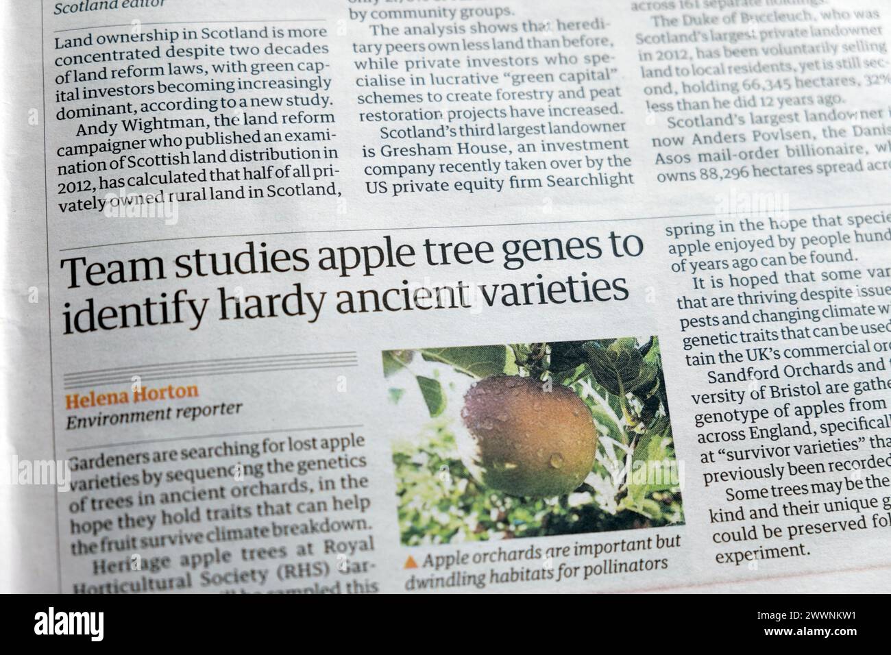 "Il team studia i geni degli alberi di mele per identificare le varietà antiche e resistenti" articolo del quotidiano Guardian sulle mele Foto Stock