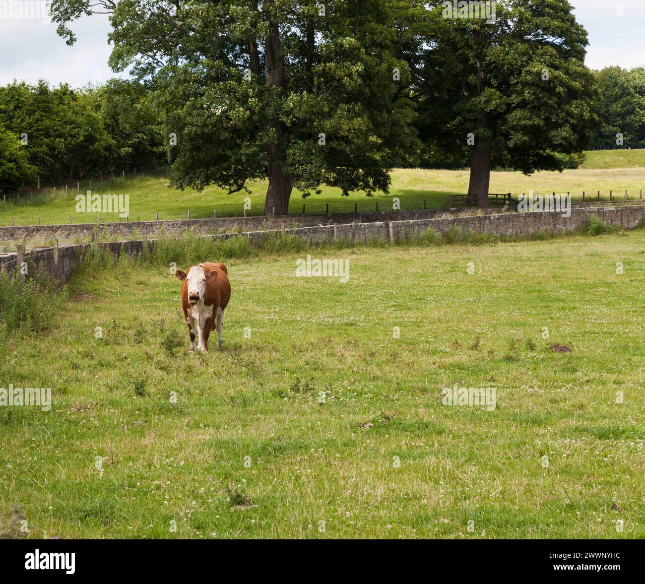Mucche marroni e bianche che pascolano nei campi di Alnwick, Northumberland, Inghilterra, Regno Unito..mucche che cammina verso la telecamera Foto Stock