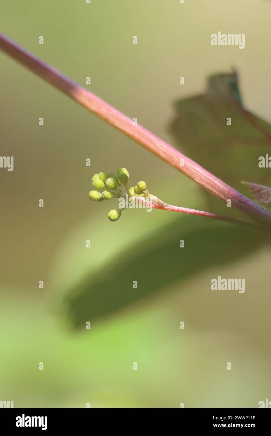 vista ravvicinata di boccioli di frutta d'uva, boccioli di fiori che germogliano su una vite d'uva, in un vigneto Foto Stock