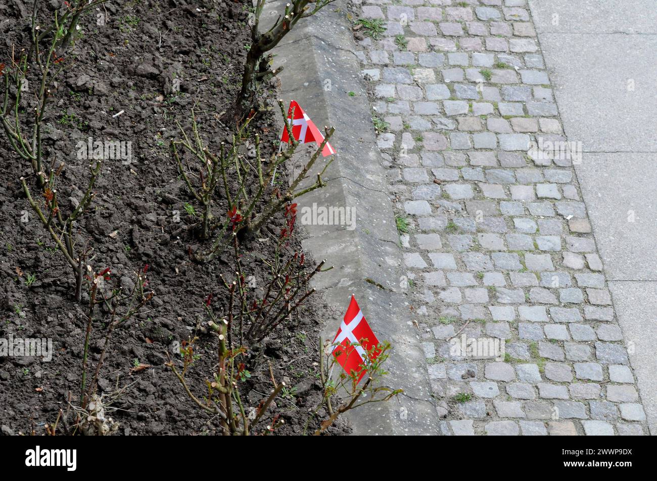 Kastrup/Copenhgen/ Danimarca /25 marzo 2024/Danes flay bandiere danesi o dannebrog per celebrare le clebrazioni felici in casa o con le famiglie o altri luoghi. Foto.Francis Joseph Dean/Dean Pictures Foto Stock