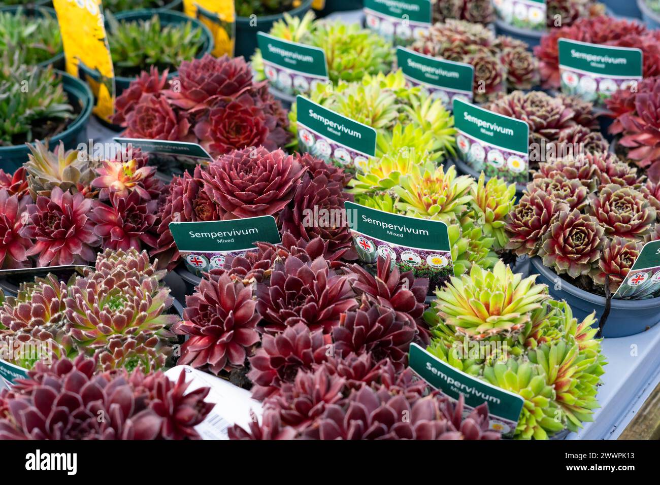Immagine macro delle succulente Sempervivum, note anche come houseleeks, in un'esposizione al centro del giardino con le etichette delle piante Foto Stock