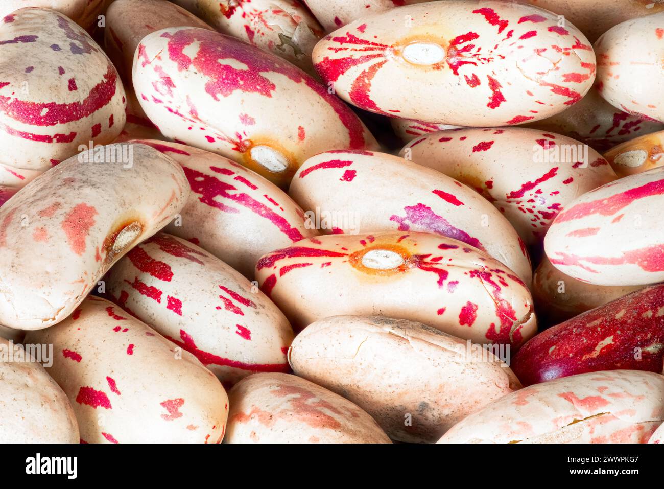 Fagioli di zucchero con macchie rosse Phaseolus vulgaris Macro Closeup foto Foto Stock