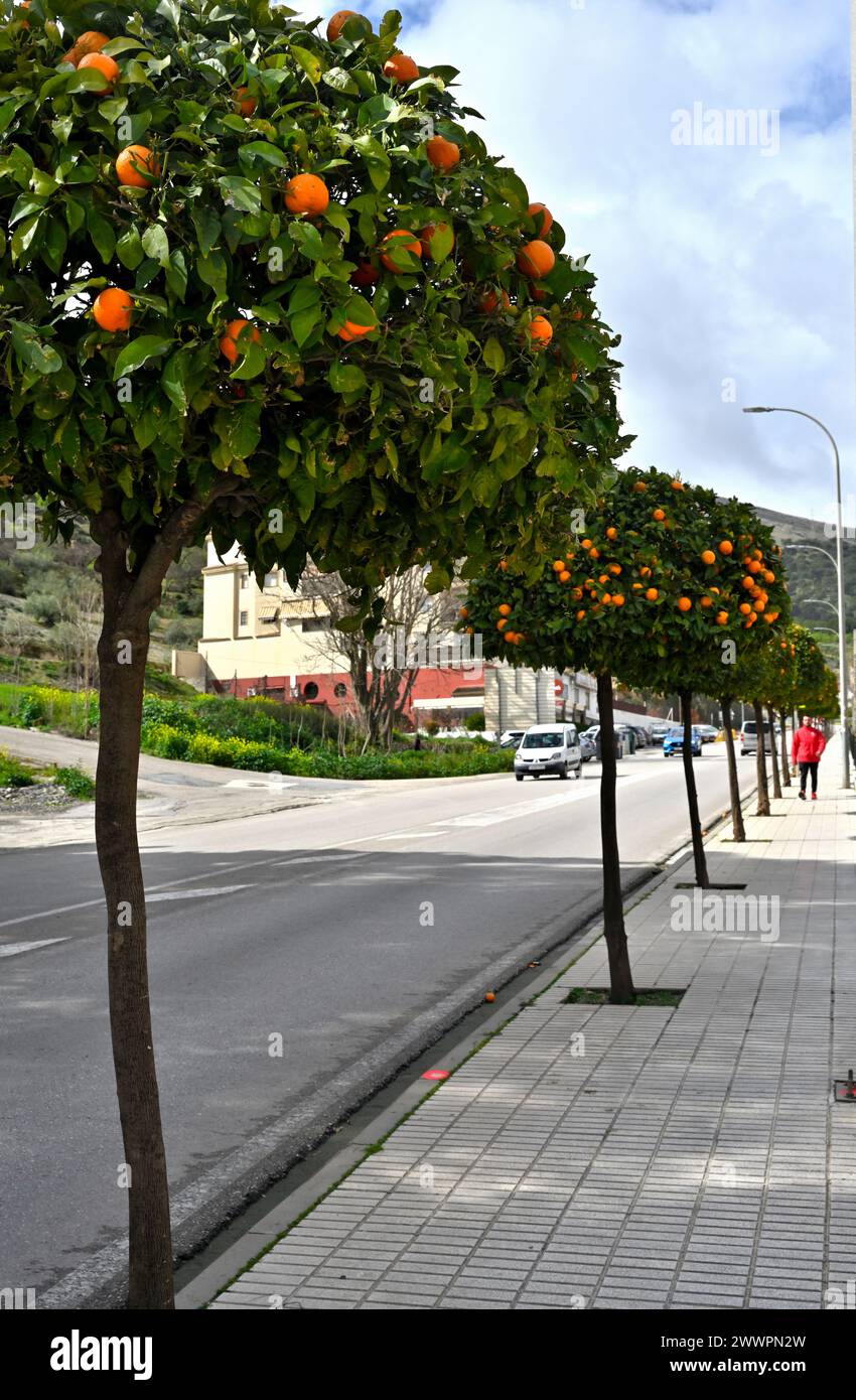 Arancio rifilato come topiario e utilizzato come paesaggio stradale con tradizionale forma lecca lecca-lecca, Loja, Granada, Spagna meridionale Foto Stock