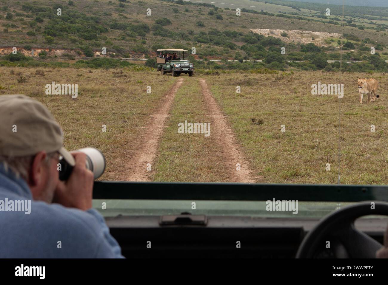 Una leone femminile nella riserva di caccia di Amakhala osservata dai difensori landrover appositamente costruiti, da persone in un safari, scattando fotografie Foto Stock