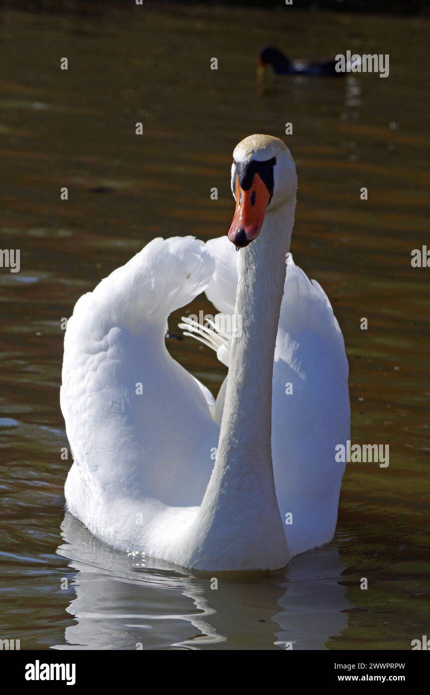 Un grande cigno bianco orgoglioso. Foto Stock