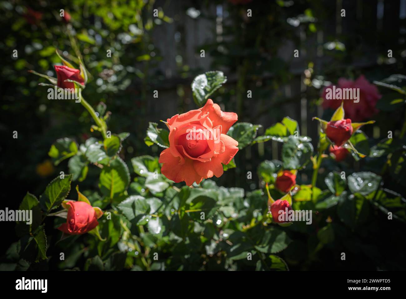 Un primo piano di una rosa rossa vibrante che fiorisce in un giardino verde alla luce del sole Foto Stock