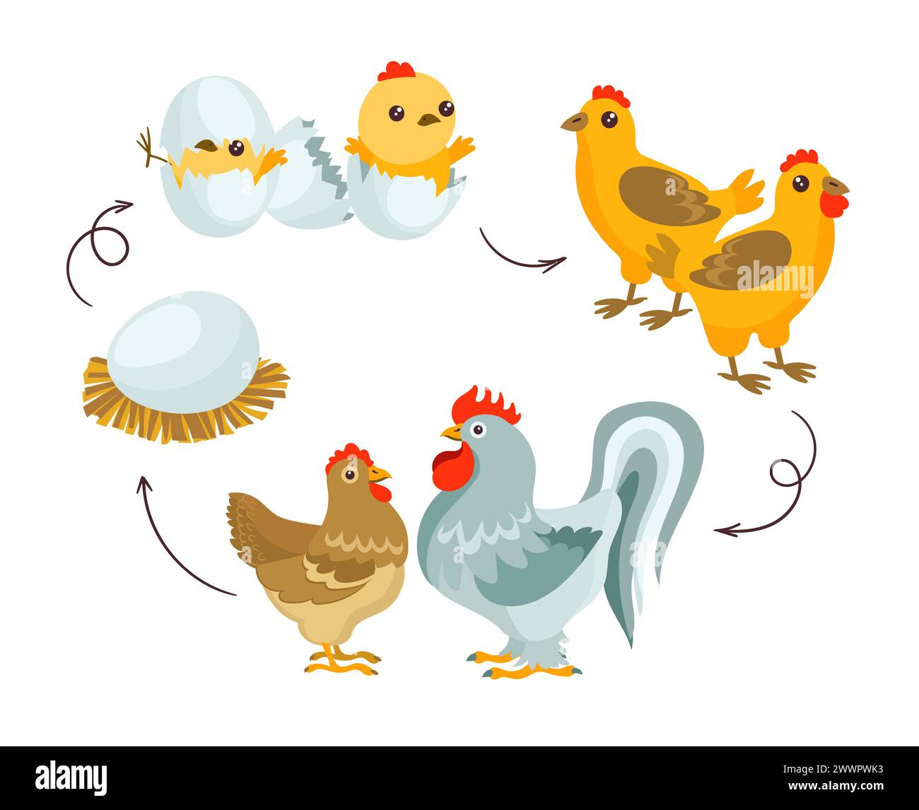Ciclo di vita del pollo. Fasi di crescita degli uccelli da fattoria. Sviluppo animale domestico. Cartoni animati gallo e gallina con pulcini. Abitanti del cortile avicolo. Hatchi uovo Illustrazione Vettoriale