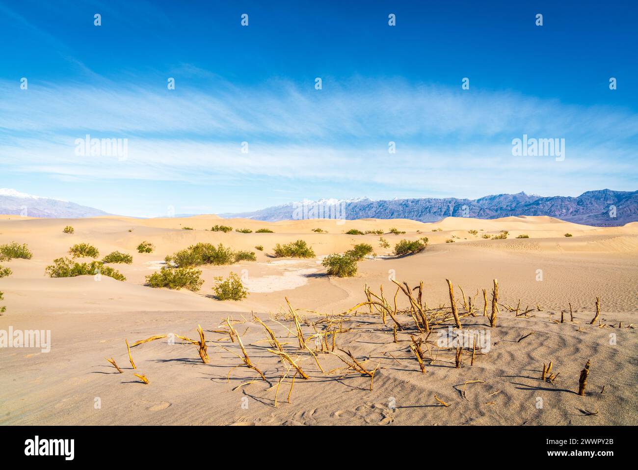 Alberi di Mesquite che hanno dato il nome a Mesquite Flat Sand Dunes nel Death Valley National Park in California Foto Stock