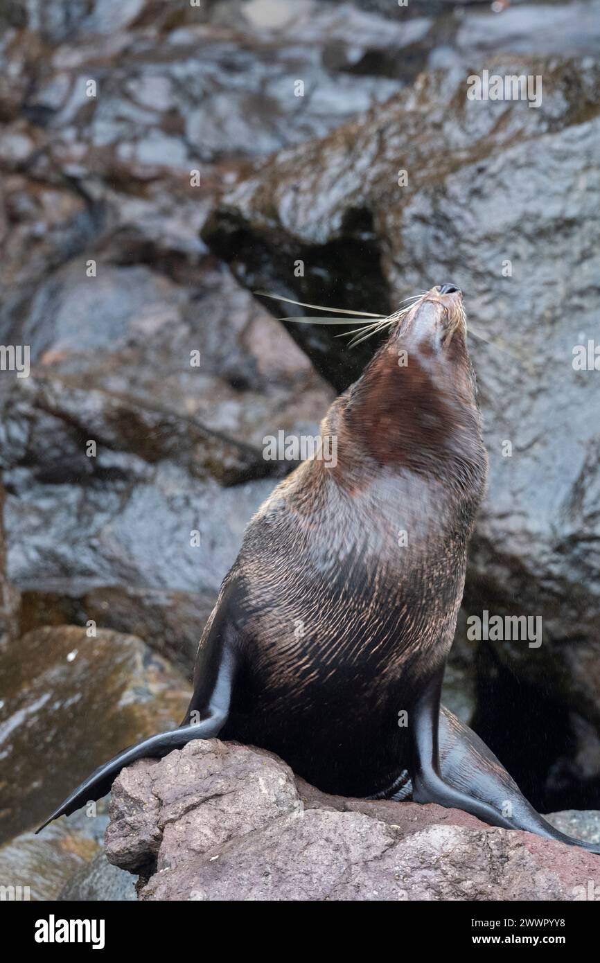 Nuova Zelanda, Isole Subantartiche, Isola Campbell. Scossa endemica della foca della nuova Zelanda (Arctocephalus forsteri), sfocatura. Foto Stock
