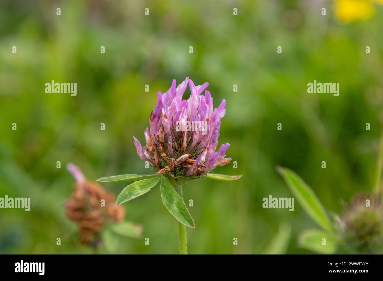 Fiore di trifoglio viola su un prato verde in estate Foto Stock