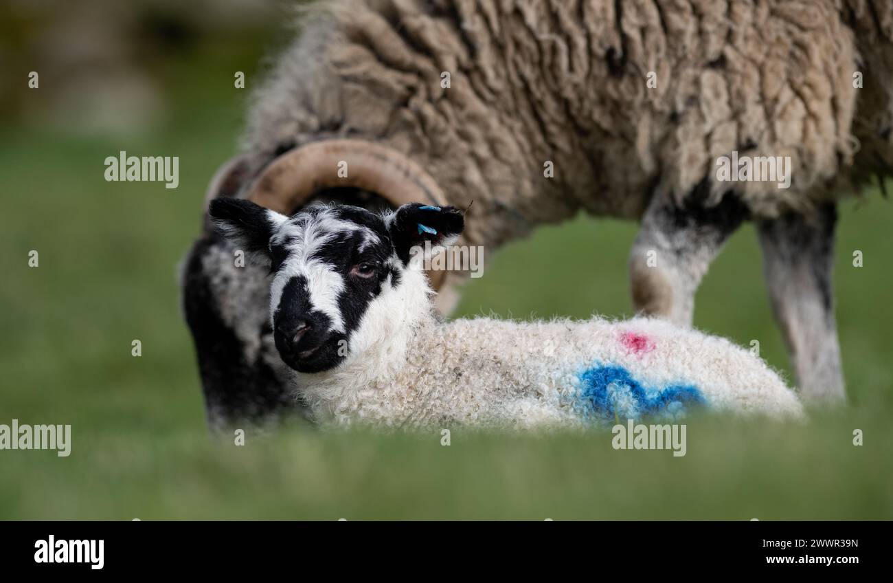 Pascolano mentre il suo mulo di agnello si trova sull'erba. North Yorkshire, Regno Unito. Foto Stock