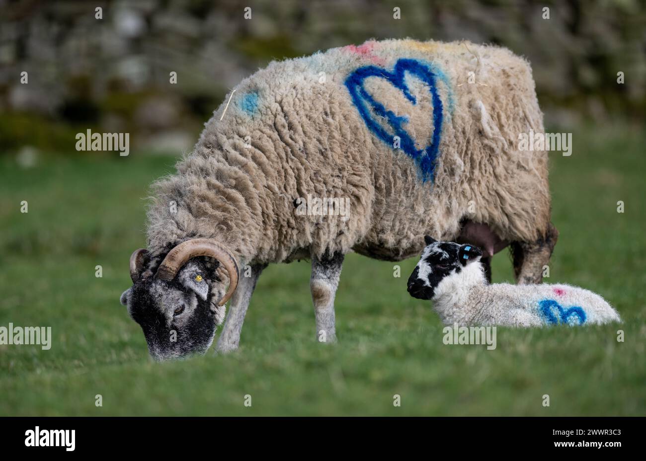 Swaledale Ewe, con un segno di cuore blu sul fianco, pascolando mentre il suo mulo di agnello si siede sull'erba. North Yorkshire, Regno Unito. Foto Stock