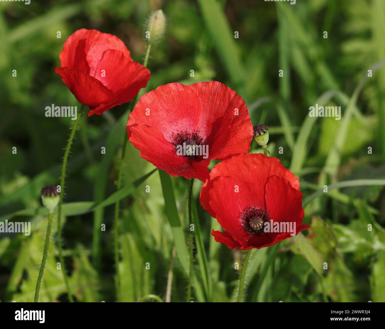 Papaveri comuni rossi, noti anche come papaveri delle Fiandre, che crescono in natura in un campo agricolo a Oeiras, Lisbona. Foto Stock