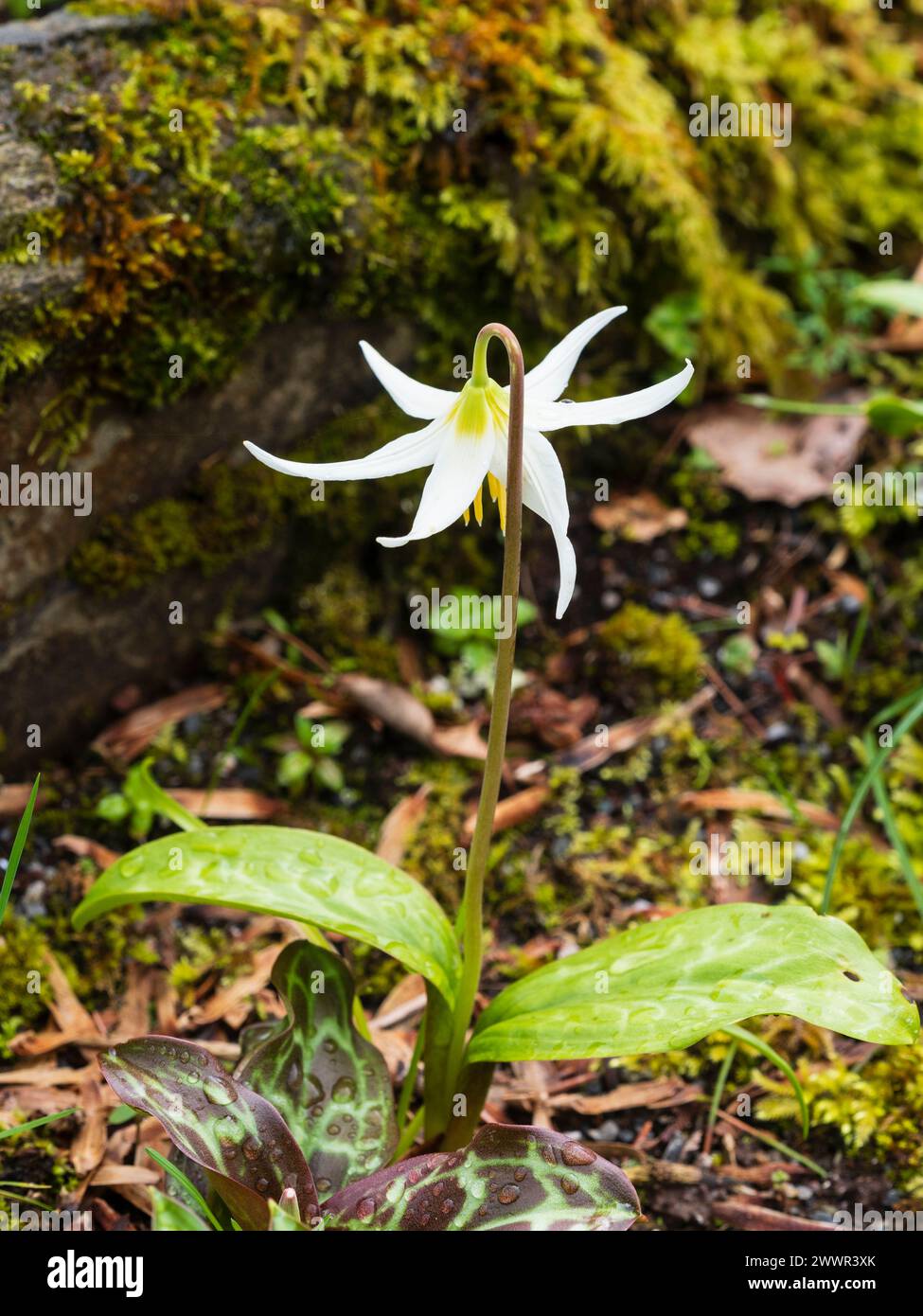 Petali bianchi riflettenti del bulbo di giglio di trota fiorito all'inizio della primavera, Erythronium californicum "White Beauty" Foto Stock