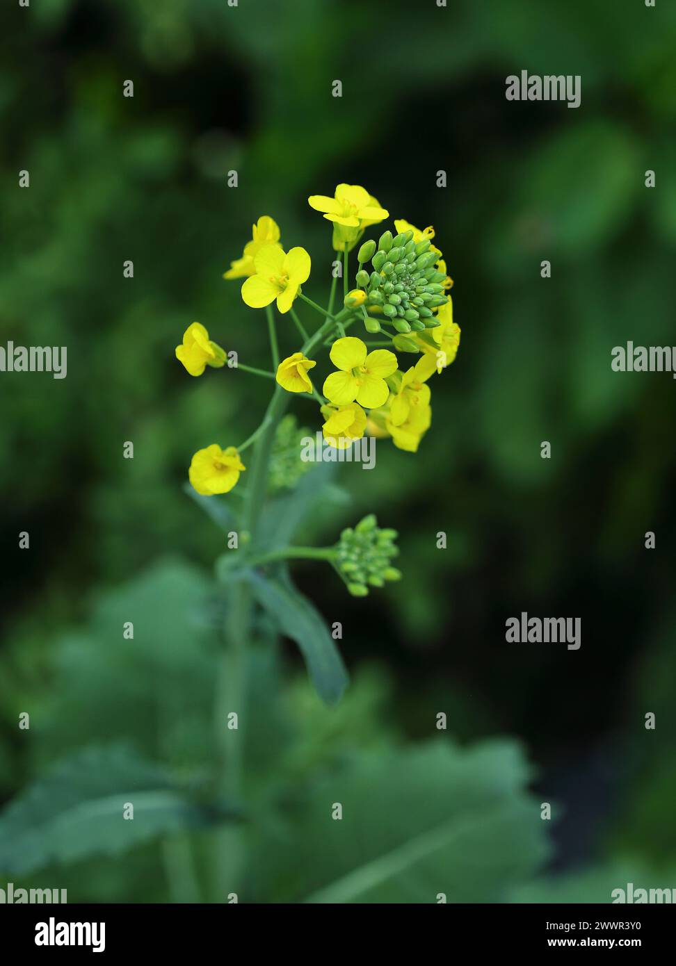 Brassica oleracea, cavolo selvatico in fiore. Oeiras Portogallo. Messa a fuoco superficiale selettiva per l'effetto. Foto Stock