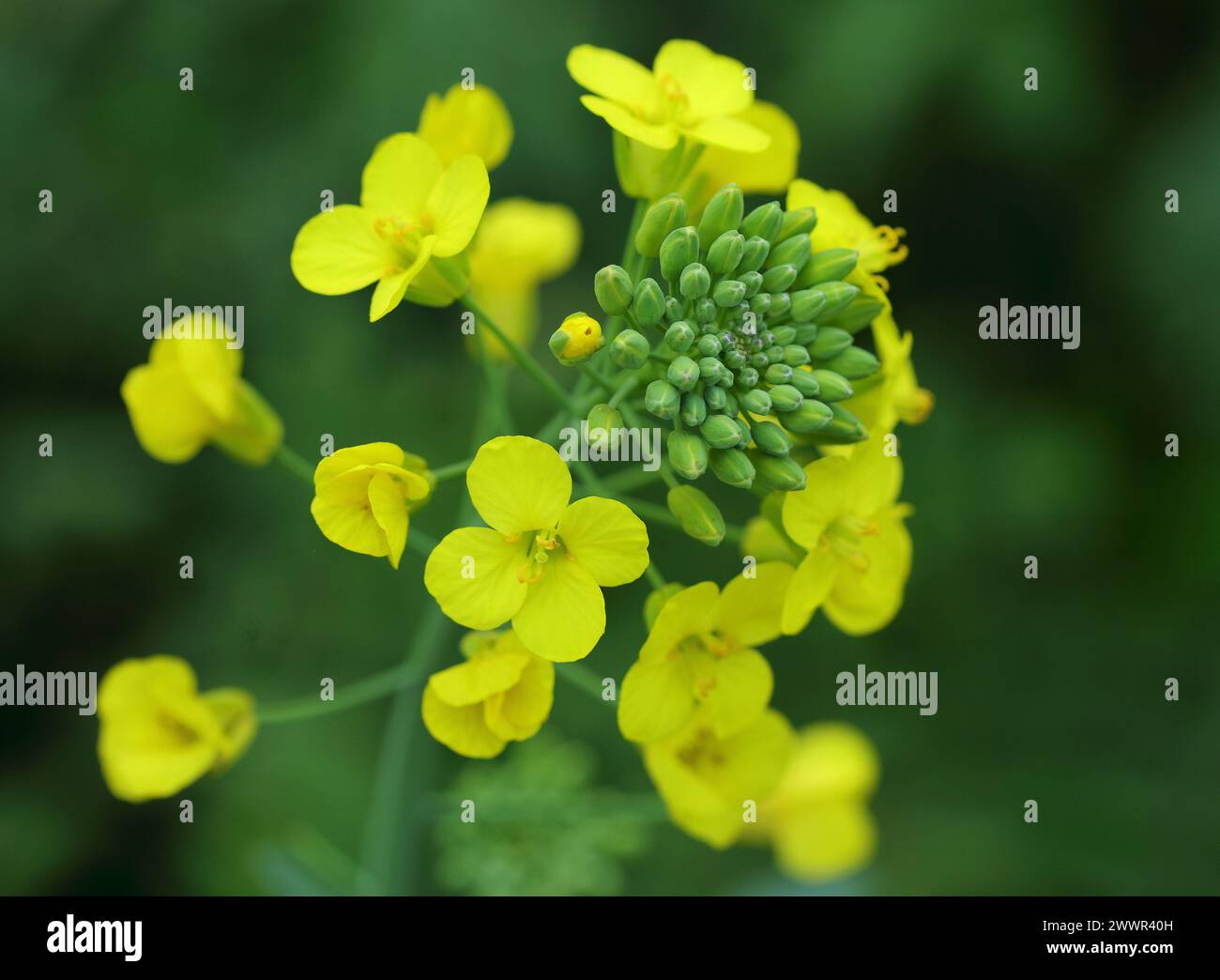 Brassica oleracea, cavolo selvatico in fiore. Oeiras Portogallo. Messa a fuoco superficiale selettiva per l'effetto. Foto Stock