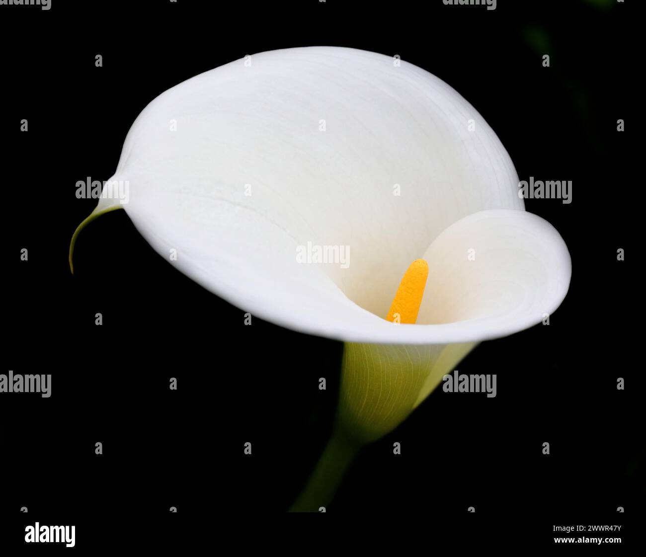 Primo piano di una Calla Lily bianca su sfondo nero. Zantedeschia aethiopica. Messa a fuoco superficiale selettiva. Primavera. Sintra, Portogallo. Foto Stock