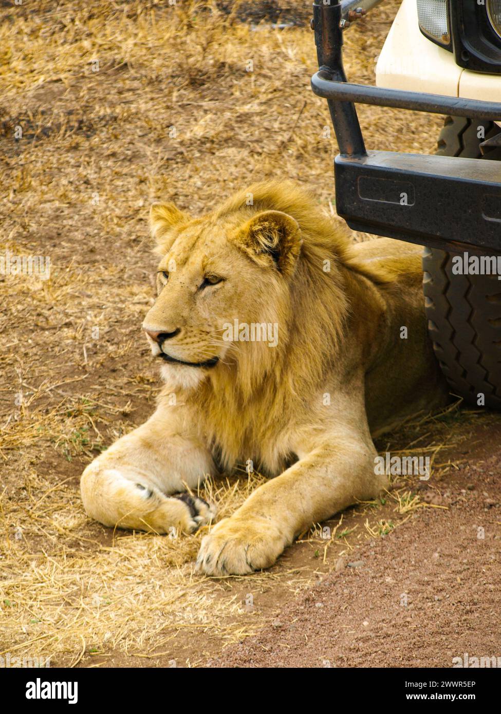 Leone che giace di fronte alla macchina come una guardia. Safari selvaggio Drive in Kenya, Africa Foto Stock