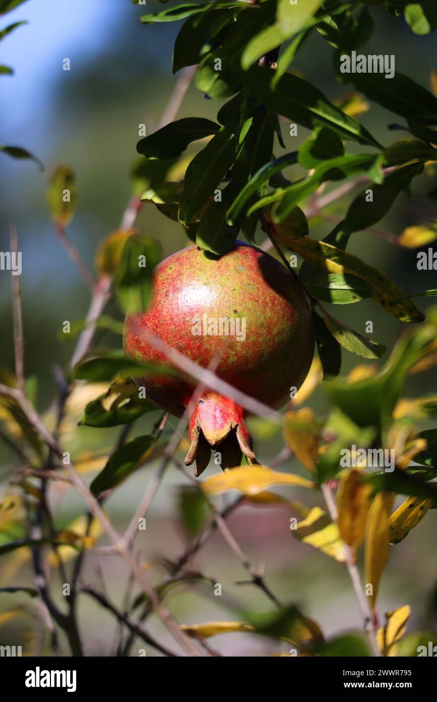 Foto ravvicinata di un melograno maturo su un ramo d'albero, raccolta della frutta, immagine di alta qualità, sfondo HD del telefono Foto Stock