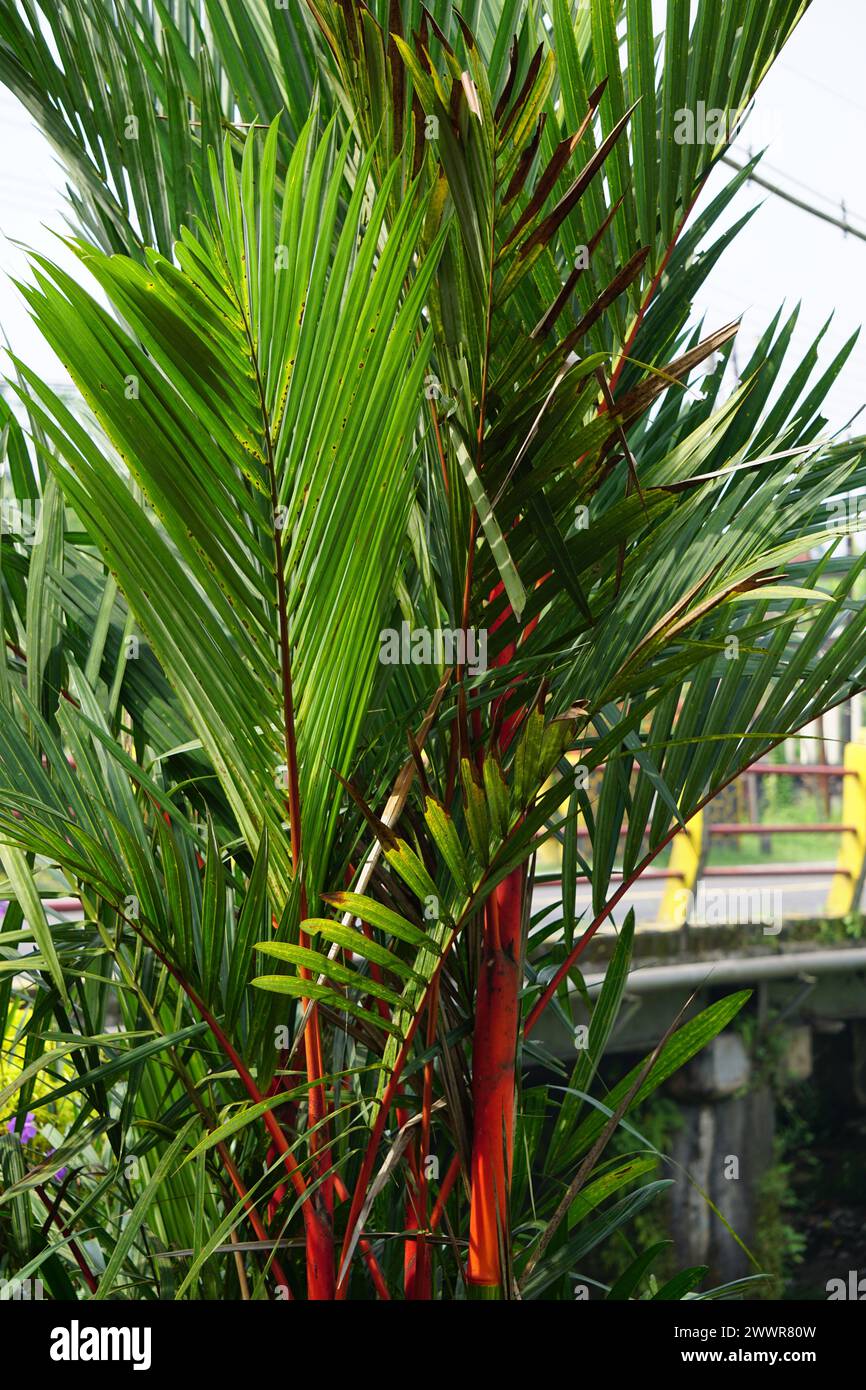 Cyrtostachys renda (nota anche come palma da cera di foca rossa, palma rossa, palma rajah) nel giardino Foto Stock