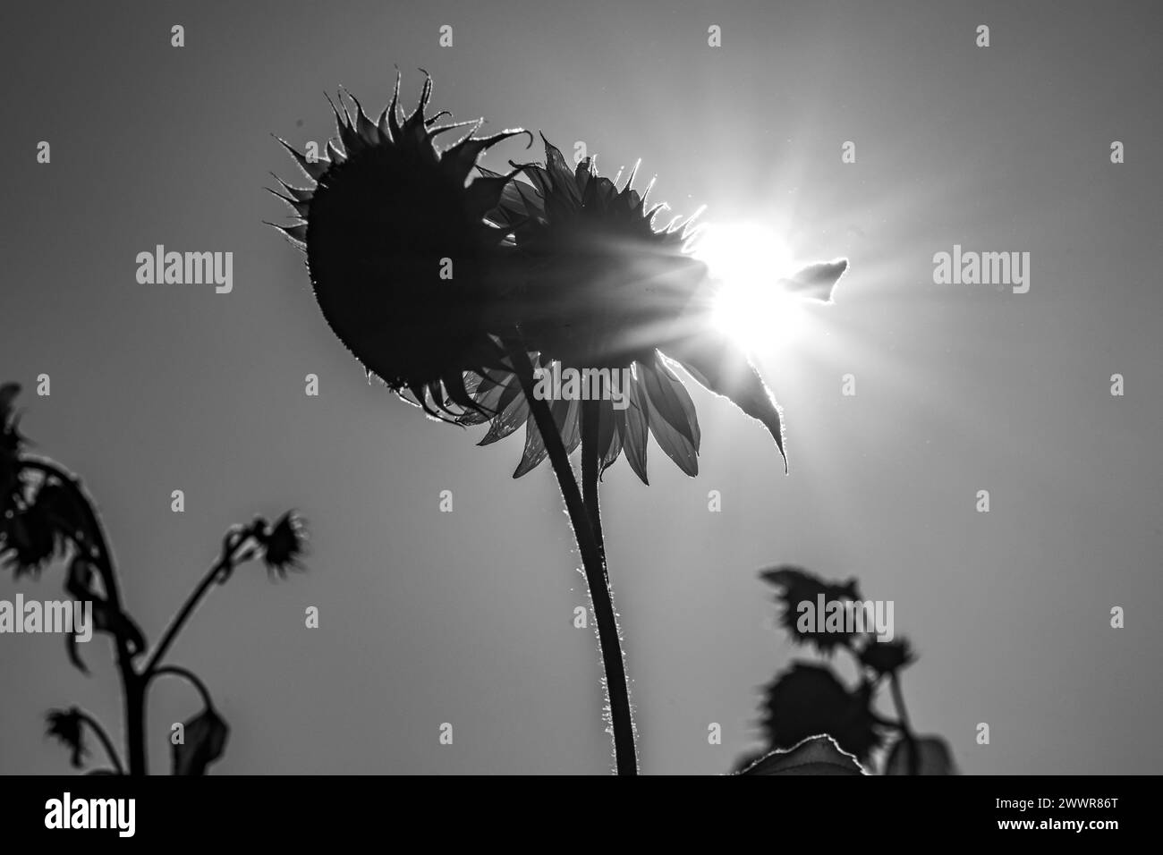 La luce del sole splende attraverso un girasole che cresce a Bickford Farms, Isola di Vancouver, Columbia Britannica, Canada Foto Stock