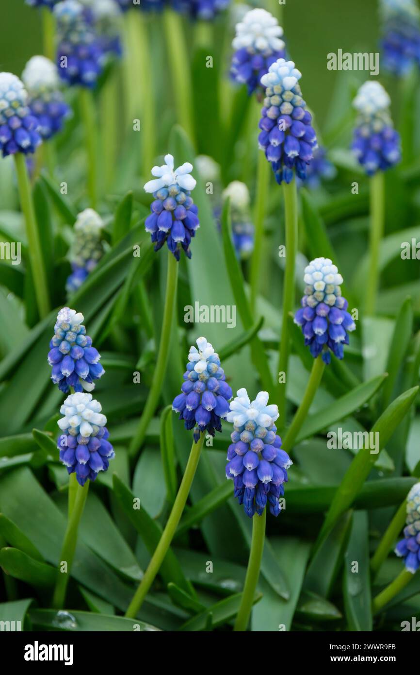 Muscari armeniacum tocco di neve, Giacinto d'uva tocco di neve, punte di fiori, azzurro medio con punte bianche ai bordi dei petali Foto Stock