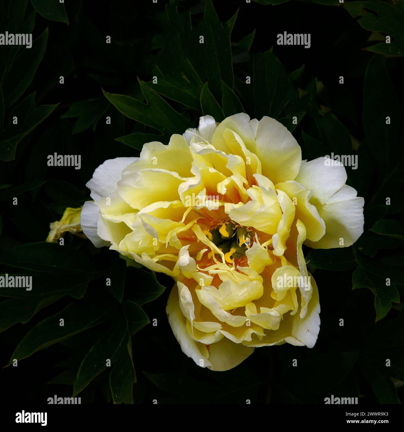 Primo piano del fiore giallo delle canarie della pianta erbacea del giardino perenne paeonia bartzella. Foto Stock