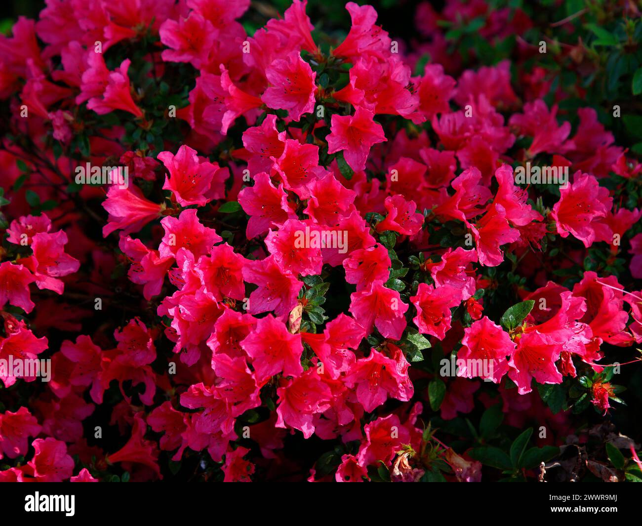 Primo piano dei fiori rossi dell'arbusto del giardino rododendro celeste. Foto Stock