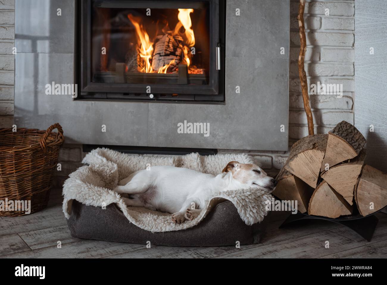 Un cane Jack Russell Terrier dorme su un tappeto accanto a un caminetto ardente. Concetto Hygge Foto Stock