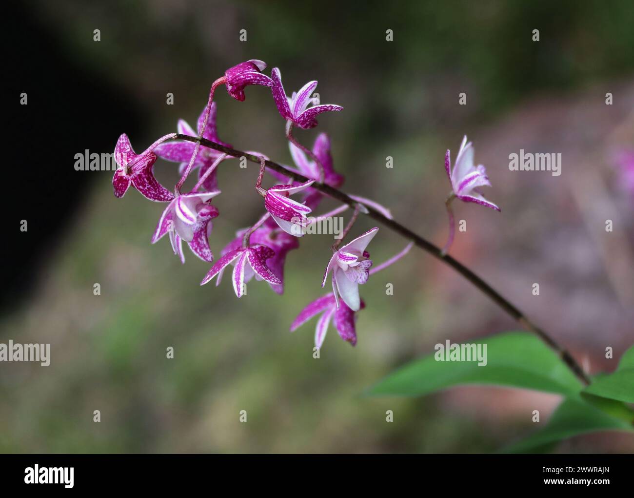 Orchidea, Dendrobium suffusum, Orchidaceae. Foto Stock