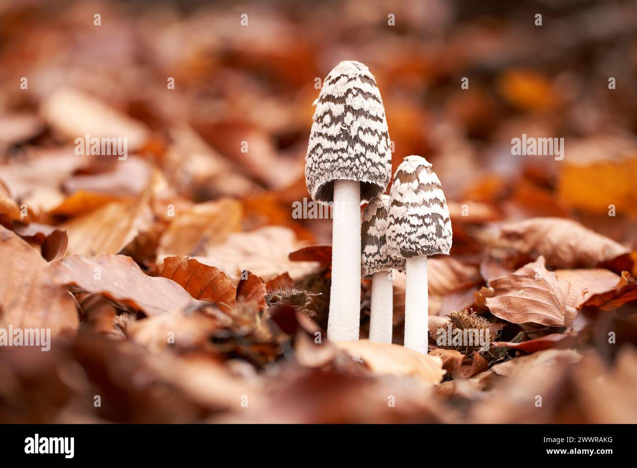 Immangiabile il fungo cresce in foreste, Europa Centrale, Coprinopsis picacea Foto Stock