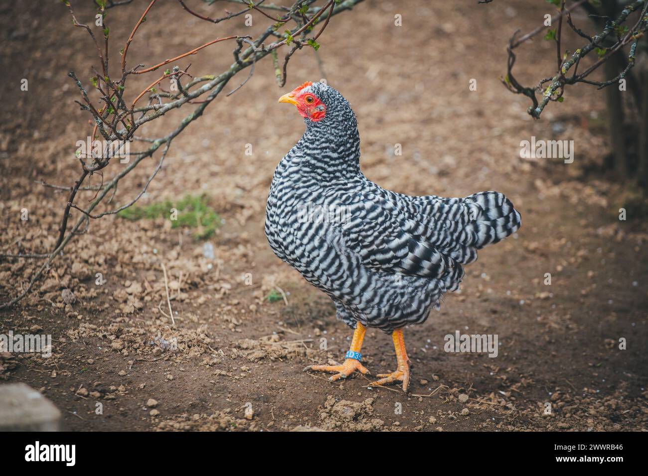 Nano Amrock hen (gallina Amrock Bantam) Foto Stock