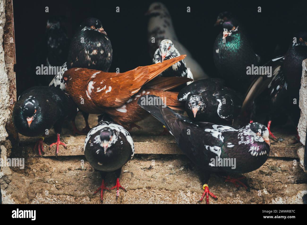 Waldviertler Kröpfer (Waldviertel Cropper Pigeon), Waldviertler Schecken, Schwarzschecken - una vecchia razza di piccione proveniente dal nord dell'Austria Foto Stock