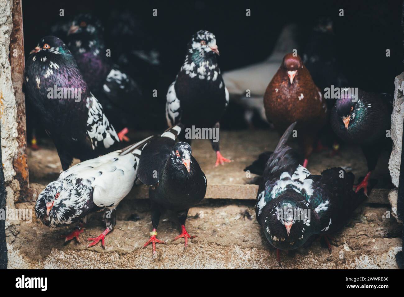 Waldviertler Kröpfer (Waldviertel Cropper Pigeon), Waldviertler Schecken, Schwarzschecken - una vecchia razza di piccione proveniente dal nord dell'Austria Foto Stock