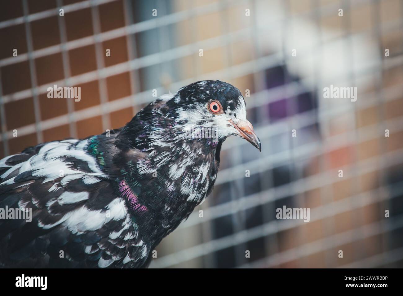 Waldviertler Kröpfer (Waldviertel Cropper Pigeon), Waldviertler Schecken, Schwarzschecken - una vecchia razza di piccione proveniente dal nord dell'Austria Foto Stock