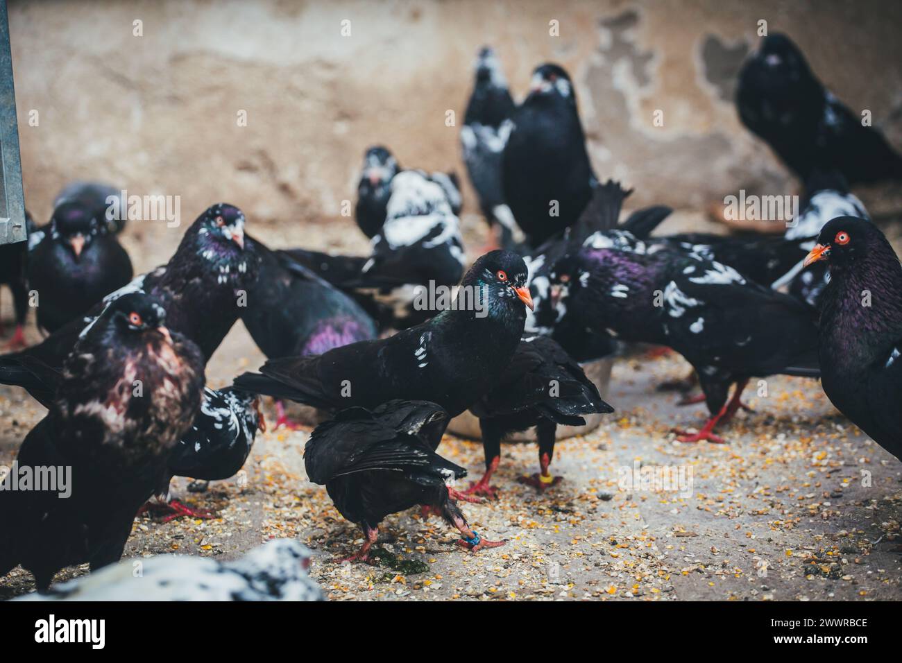 Waldviertler Kröpfer (Waldviertel Cropper Pigeon), Waldviertler Schecken, Schwarzschecken - una vecchia razza di piccione proveniente dal nord dell'Austria Foto Stock