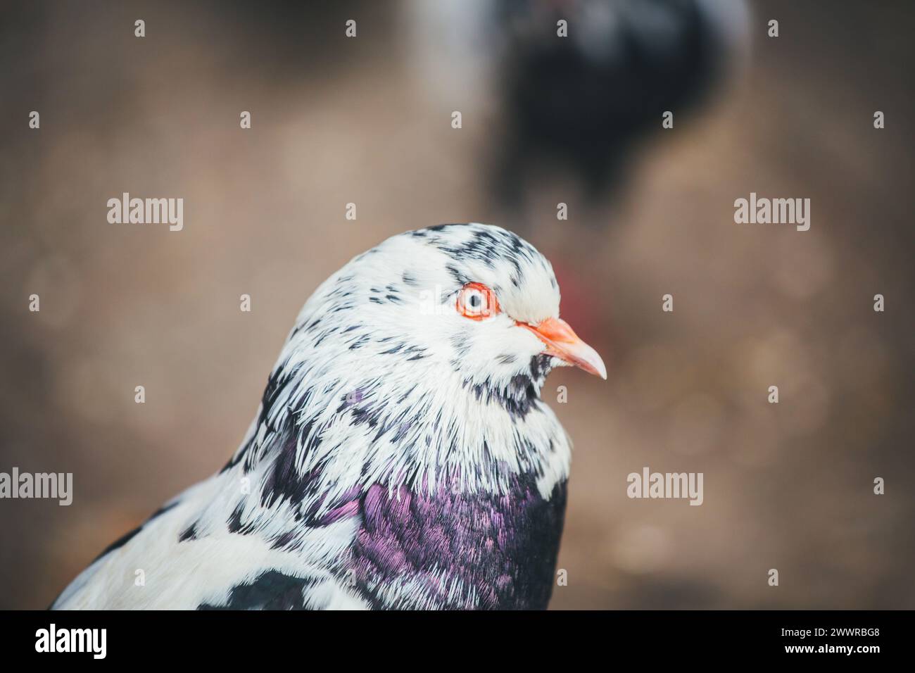 Waldviertler Kröpfer (Waldviertel Cropper Pigeon), Waldviertler Schecken, Schwarzschecken - una vecchia razza di piccione proveniente dal nord dell'Austria Foto Stock