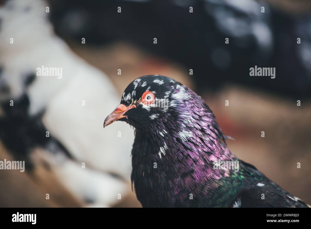 Waldviertler Kröpfer (Waldviertel Cropper Pigeon), Waldviertler Schecken, Schwarzschecken - una vecchia razza di piccione proveniente dal nord dell'Austria Foto Stock