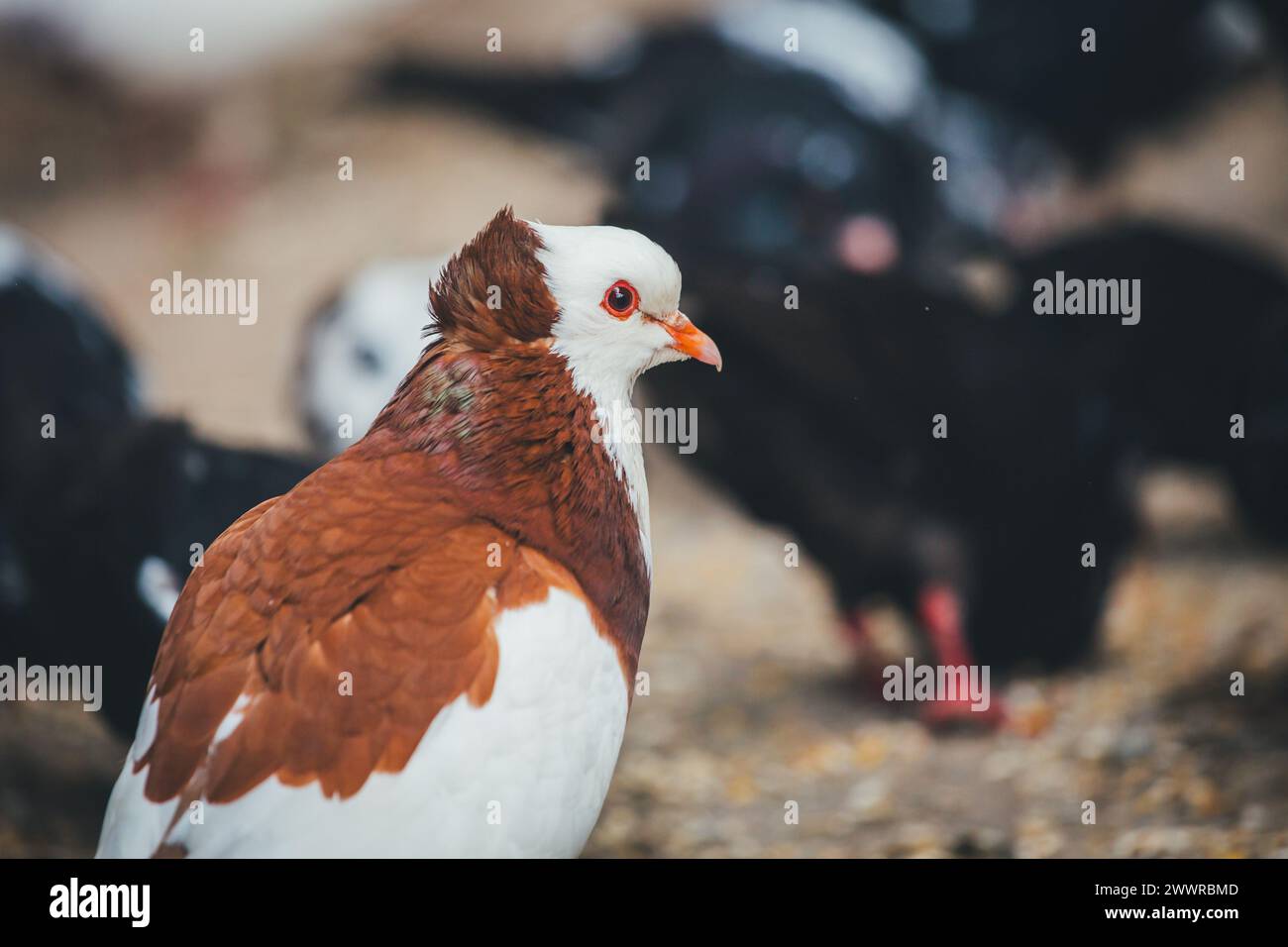 Österreichischer Ganselkröpfer, una razza di piccione aborigeno in via di estinzione proveniente dall'Austria Foto Stock