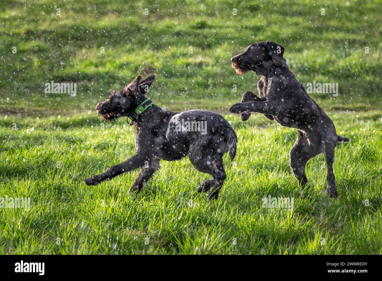Due puntatori tedeschi a caccia di pantaloncini corti che giocano in un campo verde lussureggiante Foto Stock