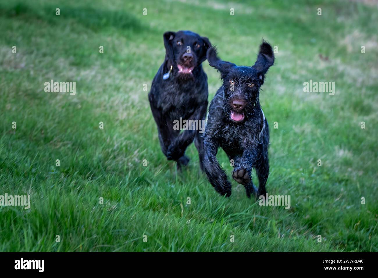 Due puntatori tedeschi a caccia di pantaloncini corti che giocano in un campo verde lussureggiante Foto Stock