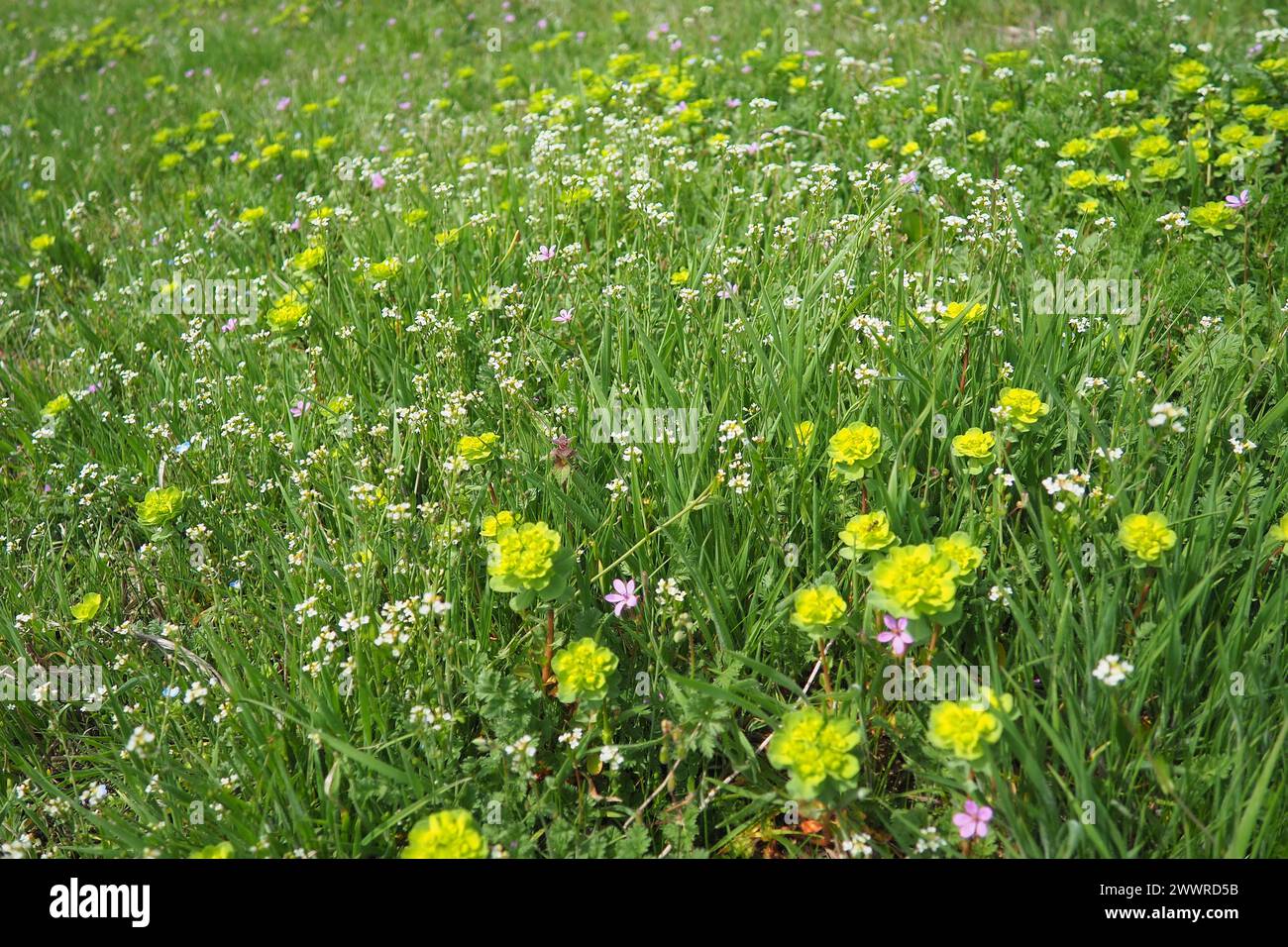 Erodium cicutarium, becco delle cicogne, filaree del redstem, becco delle cicogne rosse o Geraniaceae pinweed. Fiori della borsa del pastore. Capsella bursa pastoris Foto Stock