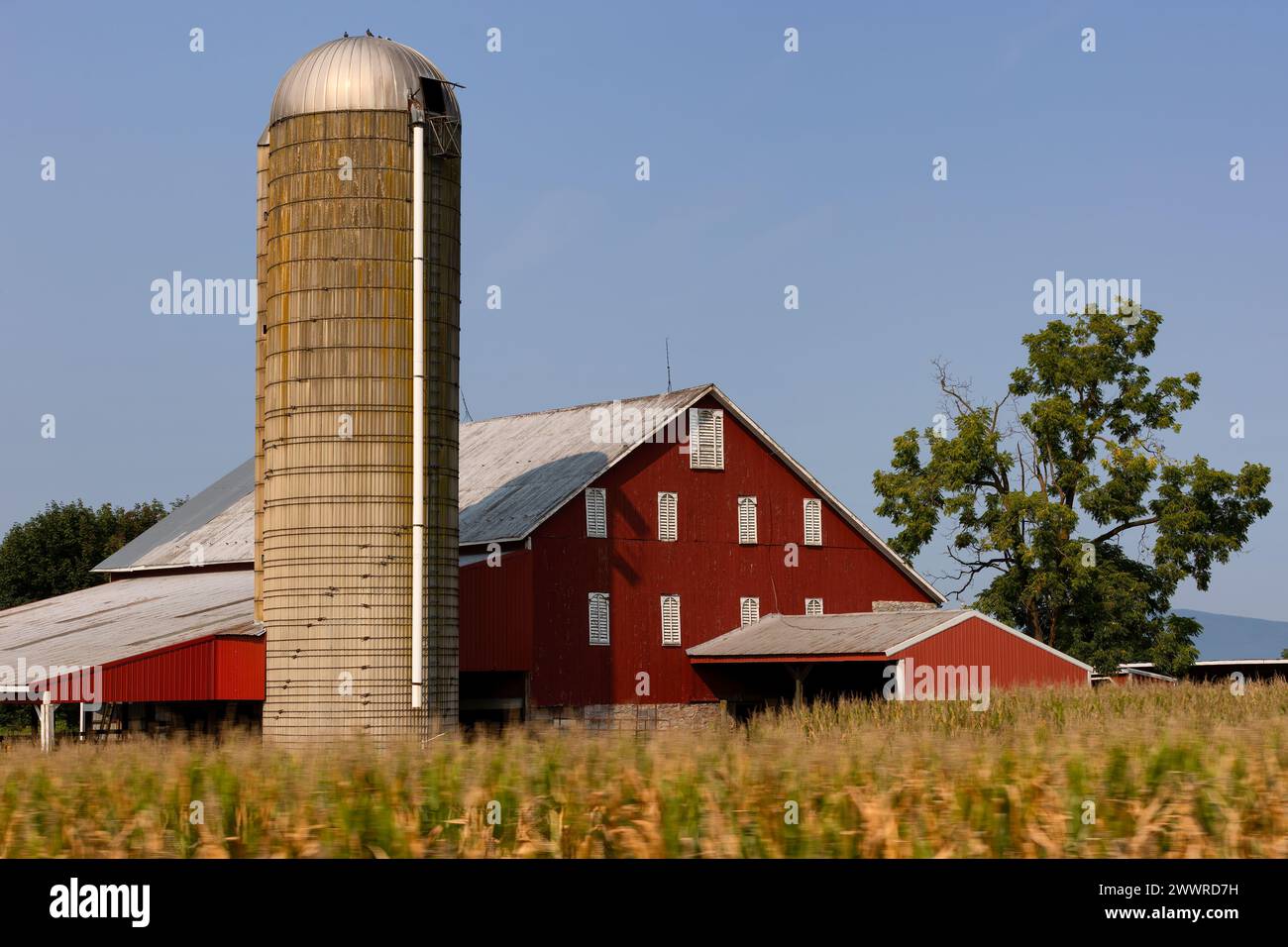 Un paesaggio di campagna con fienile rosso e silo con un campo di mais in primo piano sparato da un'auto in movimento. Foto Stock